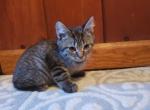 Stripy - Domestic Kitten For Sale - Marlboro, CT, US