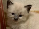 Hidden Oaks Siamese Cats - Siamese Kitten For Sale - Allison, IA, US