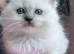 Red collar Ragdoll Kats Ravishing Ragdolls - Ragdoll Kitten For Sale - Lancaster, PA, US