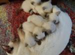 Thanksgiving Siamese kittens - Siamese Kitten For Sale - 