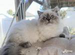 Fiona and Shrek - Persian Kitten For Sale - Tallahassee, FL, US