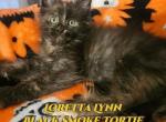 Loretta Lynn Country Star litter - Maine Coon Kitten For Sale - Kingman, AZ, US