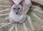 Christmas Siamese kittens - Siamese Kitten For Sale - 