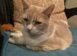 Penny Lane - Domestic Cat For Adoption - Lake Grove, NY, US