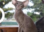 Ilai Marbleficent cattery - Peterbald Kitten For Sale - Vienna, AT