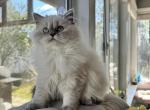 Annabel - Scottish Straight Kitten For Sale - Tallahassee, FL, US