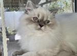 Annabel - Scottish Straight Kitten For Sale - Tallahassee, FL, US