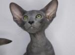 Iggy Marbleficent cattery - Peterbald Kitten For Sale - Vienna, AT