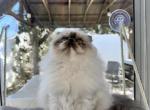 Alisa - Scottish Fold Kitten For Sale - 