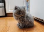 MisoT - Himalayan Kitten For Sale - Germantown, MD, US