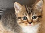 Tabby Girl - Minuet Kitten For Sale - 