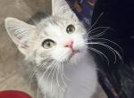 Phoenix - Domestic Cat For Adoption - Indian Head, MD, US