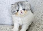 Oliver - Exotic Kitten For Sale - Boiling Springs, PA, US