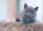 Chloe - British Shorthair Kitten For Sale - Vancouver, WA, US