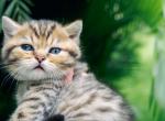 Monroe Scottish Straight - Scottish Straight Kitten For Sale - 