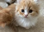 Orange and white male - Minuet Kitten For Sale - Cohutta, GA, US