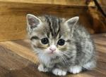 Tabby Girl 2 - Minuet Kitten For Sale - 