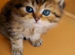 Burrito BestKitty Scottish Straight - Scottish Straight Kitten For Sale - 