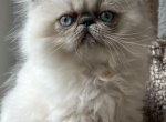 Baby Blu - Himalayan Kitten For Sale - Aledo, TX, US