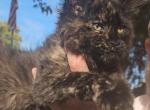 Black Tortie - Maine Coon Kitten For Sale - Rockford, IL, US