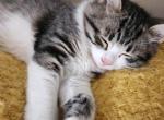 Georgie - Siberian Kitten For Sale - Chatham, NY, US