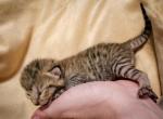 Bengal Kittens Ready for adoption - Bengal Kitten For Sale - Phoenix, AZ, US