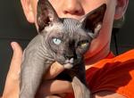 Odd Eye Sphynx Pittsburgh Columbus Cleveland - Sphynx Cat For Sale - New Castle, PA, US