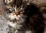 F mix Siames and domestic - Domestic Kitten For Sale - Catasauqua, PA, US