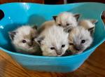 Mix  Ragdoll and Siamese - Siamese Kitten For Sale - Catasauqua, PA, US