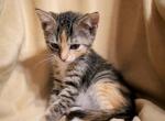 Calico Bengal Kittens available for adoption - Bengal Kitten For Sale - Phoenix, AZ, US