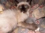 zira the sweet kitty - Siamese Kitten For Sale - Williamsport, OH, US