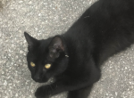 Kitty - Bombay Cat For Adoption - Lake City, FL, US