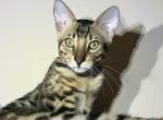 Green eyed Theo - Bengal Kitten For Sale - Los Angeles, CA, US