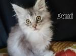 Demi - Maine Coon Kitten For Sale - 