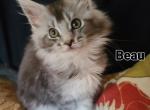 Beau - Maine Coon Cat For Sale - Riegelsville, PA, US