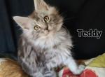 Teddy - Maine Coon Kitten For Sale - 