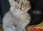 Felix - Maine Coon Cat For Sale - 