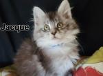 Jacque - Maine Coon Kitten For Sale - 