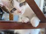 No name - Domestic Kitten For Sale - Gorham, ME, US