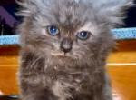 Female mix - American Curl Kitten For Sale - Catasauqua, PA, US