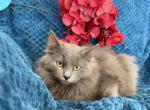 Russian Blue And Ragdoll Mix - Russian Blue Kitten For Sale - 