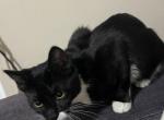 Momo - Domestic Cat For Sale - Baltimore, MD, US