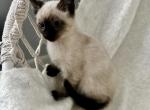 Female Siamese Kitten - Siamese Kitten For Sale - Oregon City, OR, US