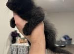 Midnight - Maine Coon Kitten For Sale - Howell, MI, US