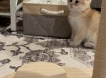 Simba - British Shorthair Kitten For Sale - Huntington Station, NY, US