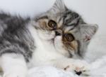 Maverick - Exotic Kitten For Sale - Boiling Springs, PA, US