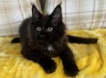 Brayden - Maine Coon Kitten For Sale - Sugar Valley, GA, US