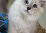 Siberian Kittens - Siberian Kitten For Sale - Fort Lauderdale, FL, US