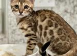 Mirris spotted girl - Bengal Kitten For Sale - Corona, CA, US