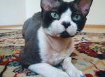 Felipe - Devon Rex Cat For Sale - 